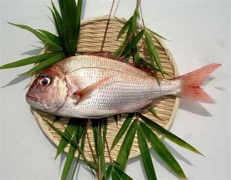 Cherry blossom sea bream (We will use sea bream from Naruto, Tokushima Prefecture)
