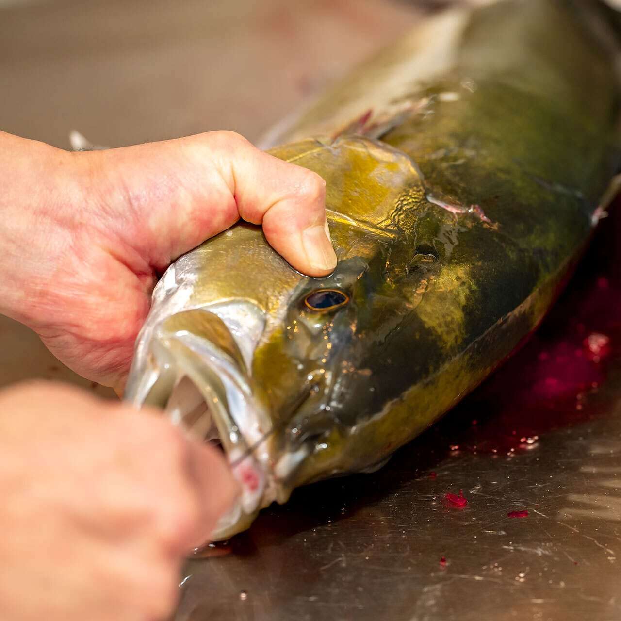 ★★Daily events! "Nerve-killed live fish" and more