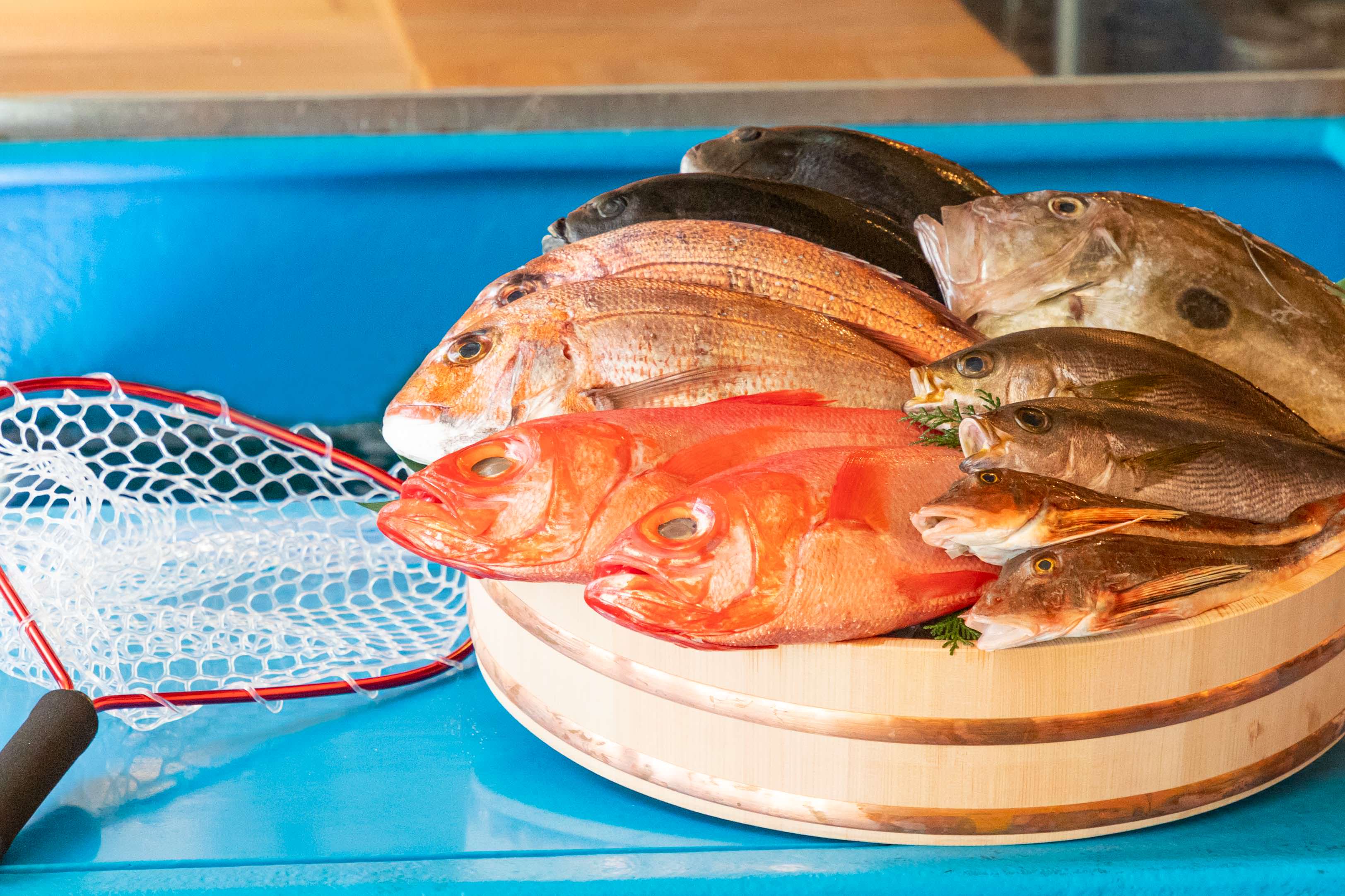 Examples of fish species that can be brought in include: