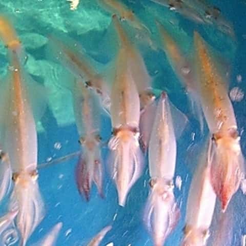 【山口県萩直送】泳ぎイカお造り 100グラム